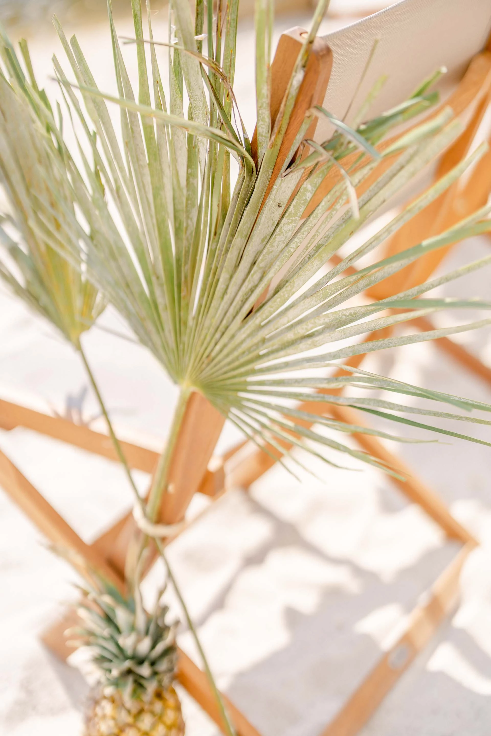 palmiers gris marron